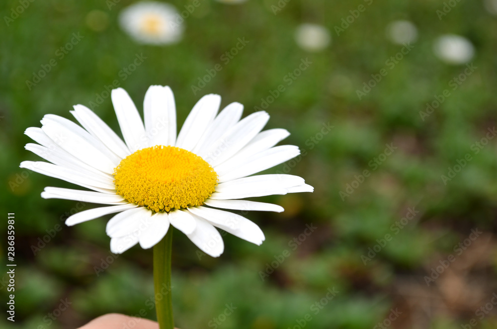Daisy flower