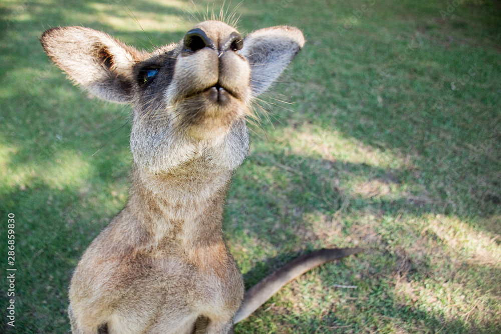 Cute kangaroo close up. Funny kangaroo shot, Kangaroo looking into the  camera Stock Photo | Adobe Stock