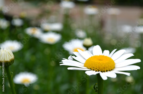 Daisy crop