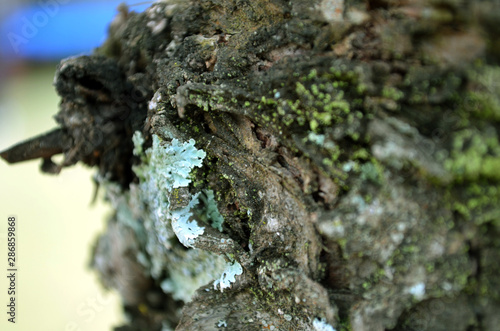 Tree bark
