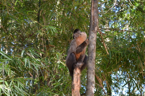 Little monkey