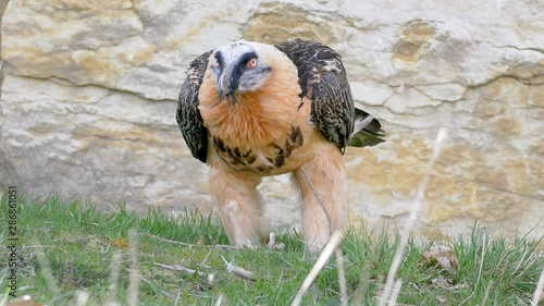 Bearded vulture - swiss alps. Cinematic slow motion shot