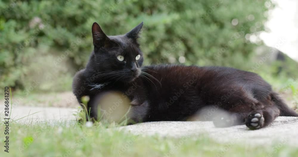 Black cat lying on stone plates in garden. Close up of black cat licking fur on stone slabs in garden, cleaning its fluffy fur. Black cat lying on stone plates in garden. Close up of black cat licking fur on stone slabs in garden, cleaning its fluffy fur.