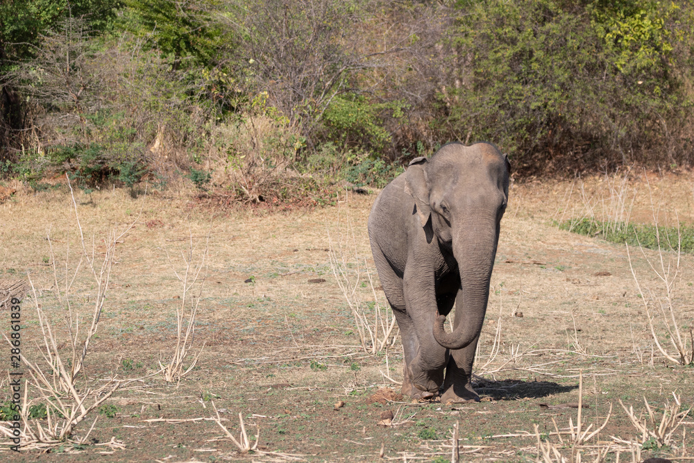 Photography running elephant