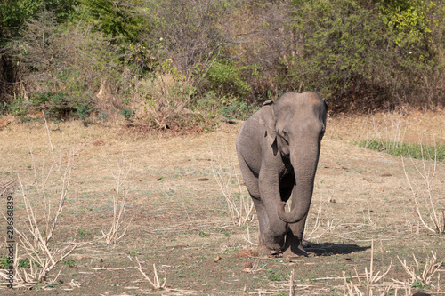 Foto running elephant