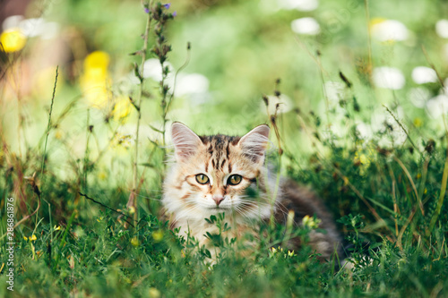 Fototapeta Naklejka Na Ścianę i Meble -  A kitten - Siberian cat playing in grass