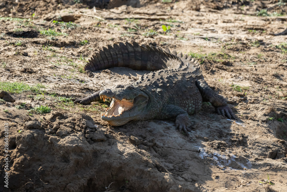 Fototapeta premium Crocodile on the water