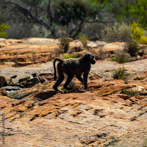 Baboons at the Cederberg Mountains, Western Cape photo
