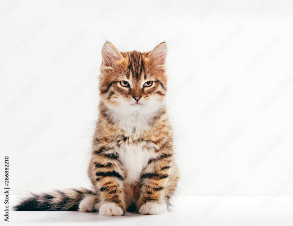 Fototapeta premium Siberian cat, a kitten portrait on white background.