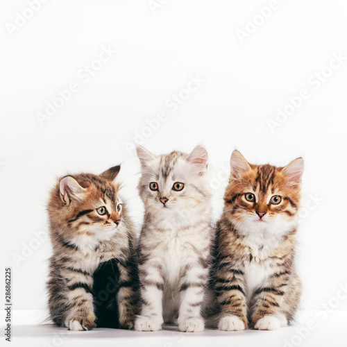 Siberian cats, cute kittens from same litter isolated on white