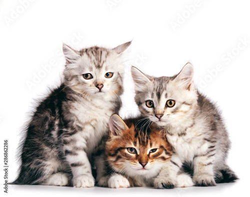 Siberian cats, cute kittens from same litter isolated on white