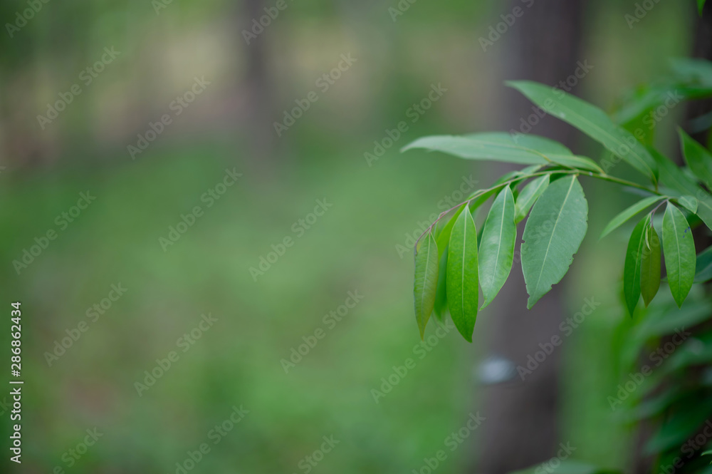 Green leaves are in the green area in the rainy season. Abundant natural concepts Green leaves are in the green area in the rainy season. Abundant natural concepts
