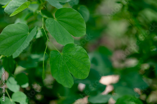 Green leaves are in the green area in the rainy season. Abundant natural concepts © FOTO SALE