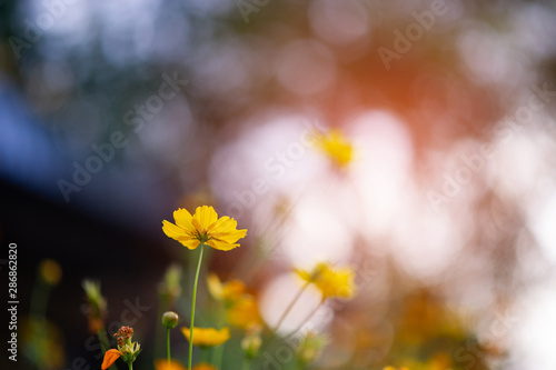Fototapeta Naklejka Na Ścianę i Meble -  Yellow flowers in a beautiful flower garden, close-up with bokeh