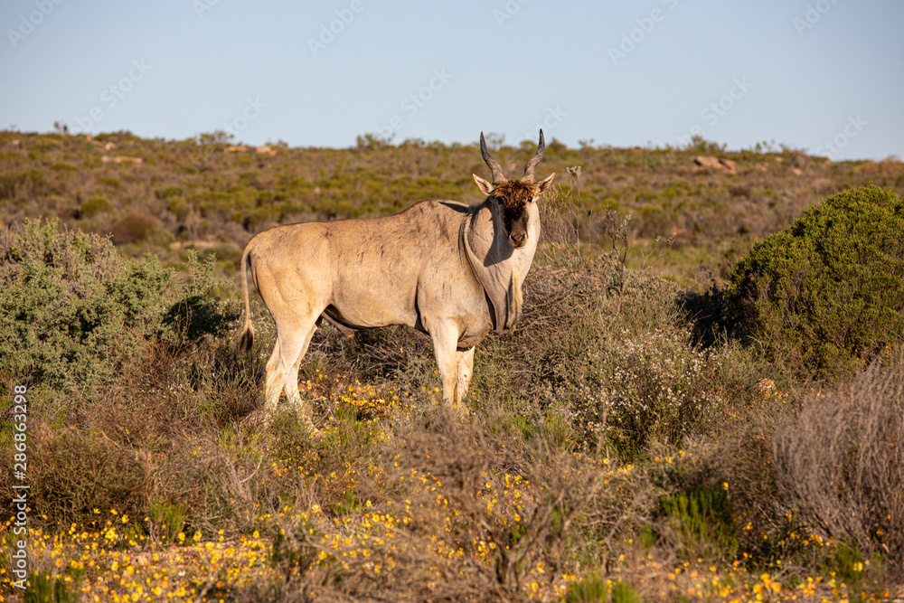 Fototapeta premium Eland in the Cederberg Mountains, Western Cape