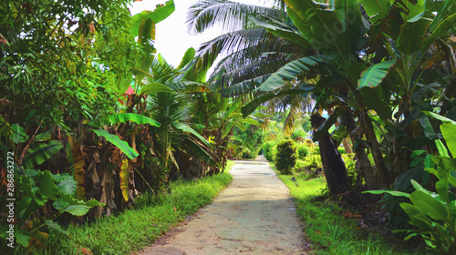 La Digue  Seychelles  Road with Palm Trees and lush green vegetation