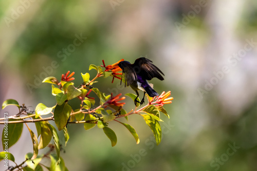 Hummingbird in flight at a flower