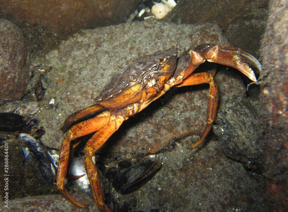 Crab in the Baltic Sea – Germany