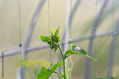 Cucumbers in the greenhouse to grow. Closeup green tenacious climbing cucumber stalks