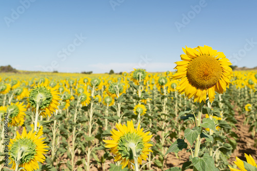 Backward sunflower field with one forward. photo