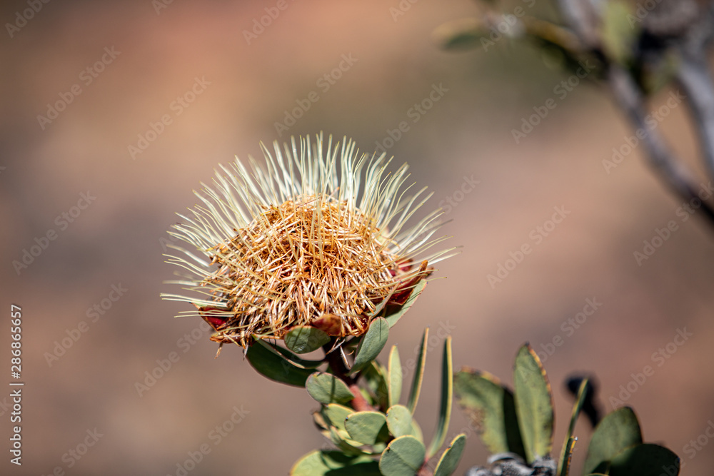 Sugarbush Protea, Western Cape, Clanwilliams Sugarbush Protea, Western Cape, Clanwilliams
