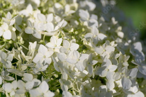 White hydrangea flowers close-up grow in the garden