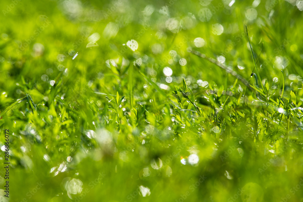 Green grass under water drops sun day light close Green grass under water drops sun day light close