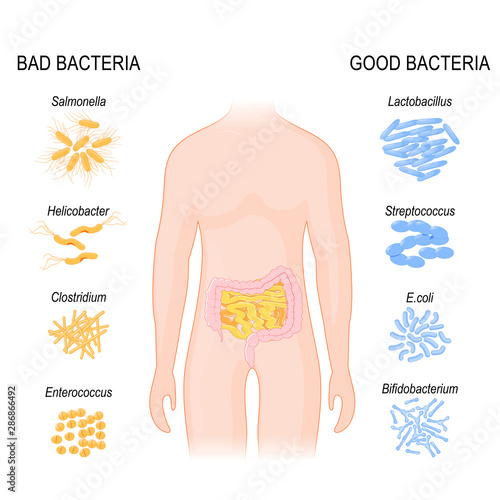 Good, Bad Bacteria. Intestinal flora