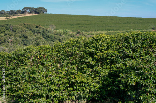 Farm coffee plantation in Brazil