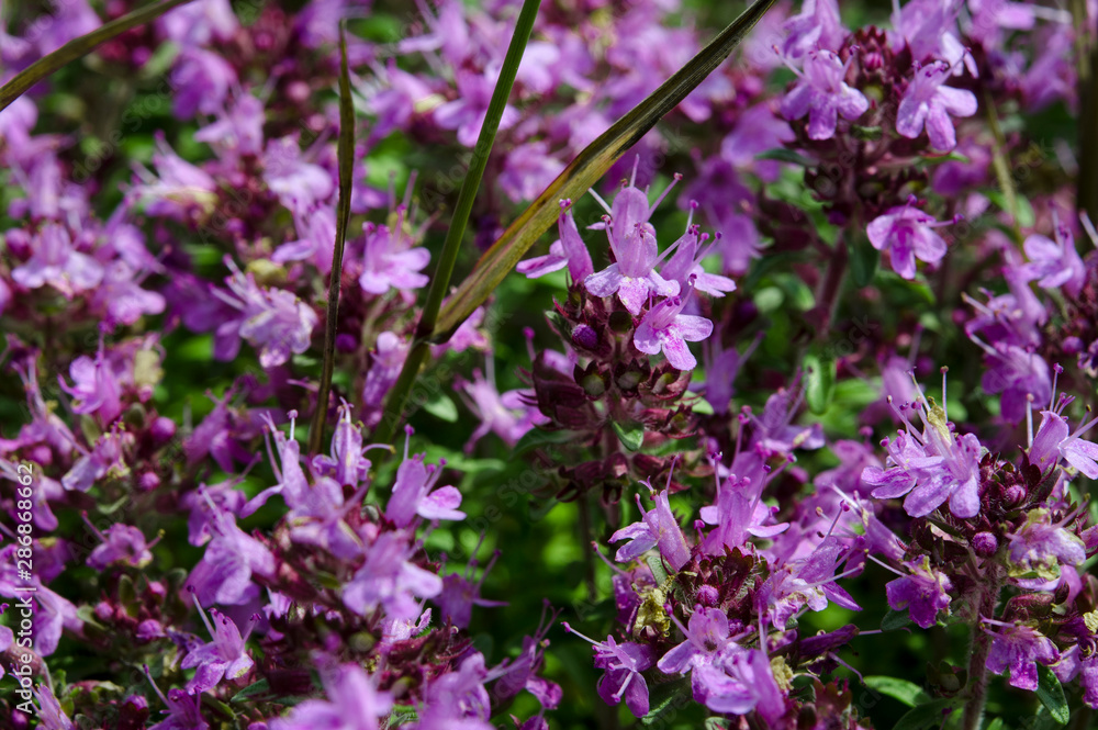 Medicinal herbs: purple flowers of thyme grass under the rays of the sun Medicinal herbs: purple flowers of thyme grass under the rays of the sun