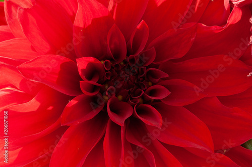 Fototapeta Naklejka Na Ścianę i Meble -  closeup of red dahlia flower