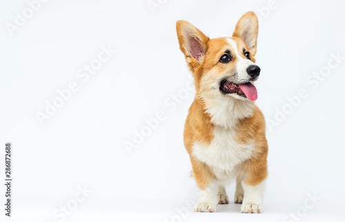 puppy looks, breed welsh corgi pembroke