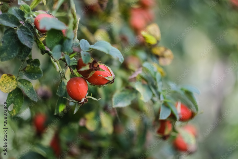 Ripe, red rose hips growing on a bush, close-up.