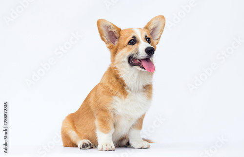 Welsh Corgi puppy in full growth on a white background