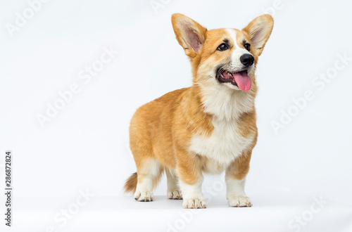 little puppy looks, breed welsh corgi pembroke