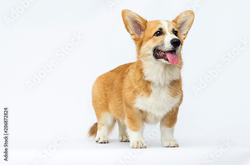 little puppy looks  breed welsh corgi pembroke