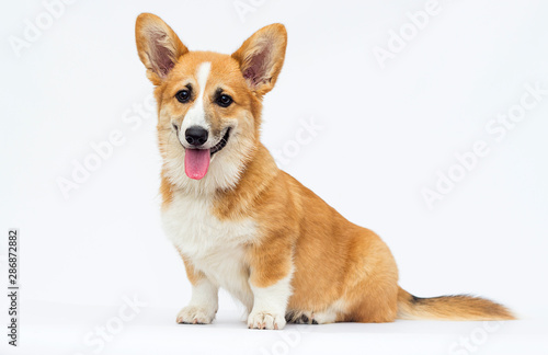 little puppy sits and looks, breed welsh corgi pembroke