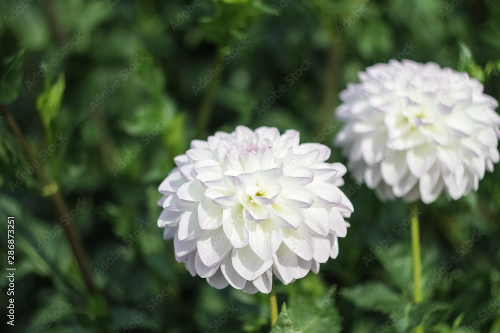 White dahlia autumn flower with pink middle grow in the garden