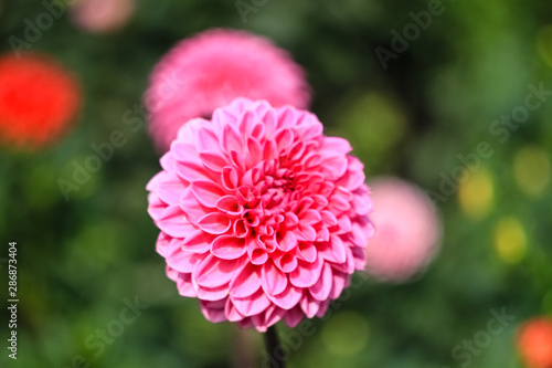 Pink Dahlia Autumn Flower Growing in the Garden