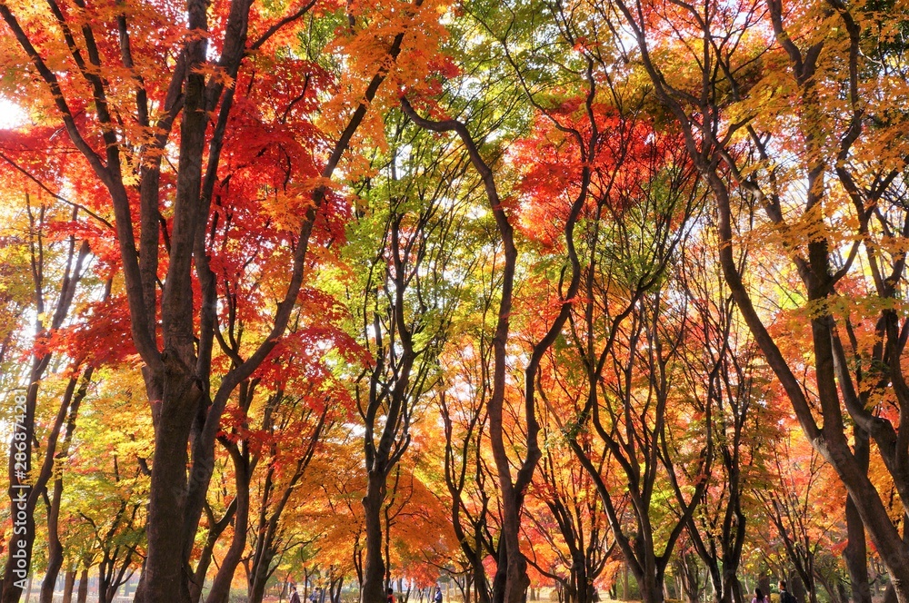 良才市民の森公園の紅葉(韓国ソウル）