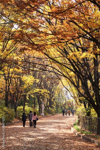 鞍山自然公園のケヤキ並木（韓国・ソウル） © katomangan