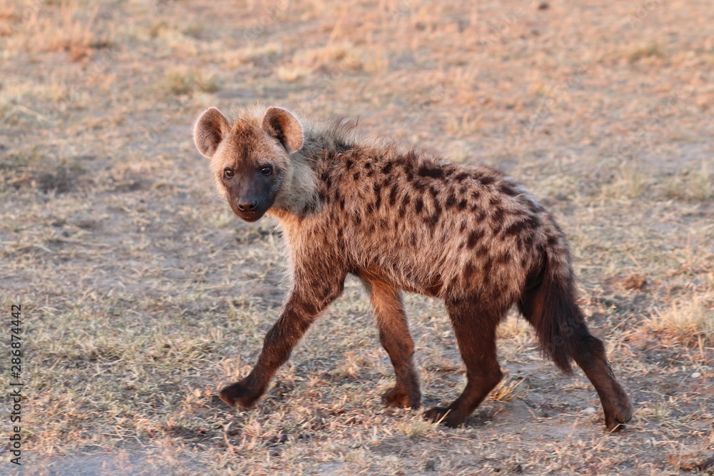 Spotted hyena subadult, Masai Mara National Park, Kenya. Spotted hyena subadult, Masai Mara National Park, Kenya.