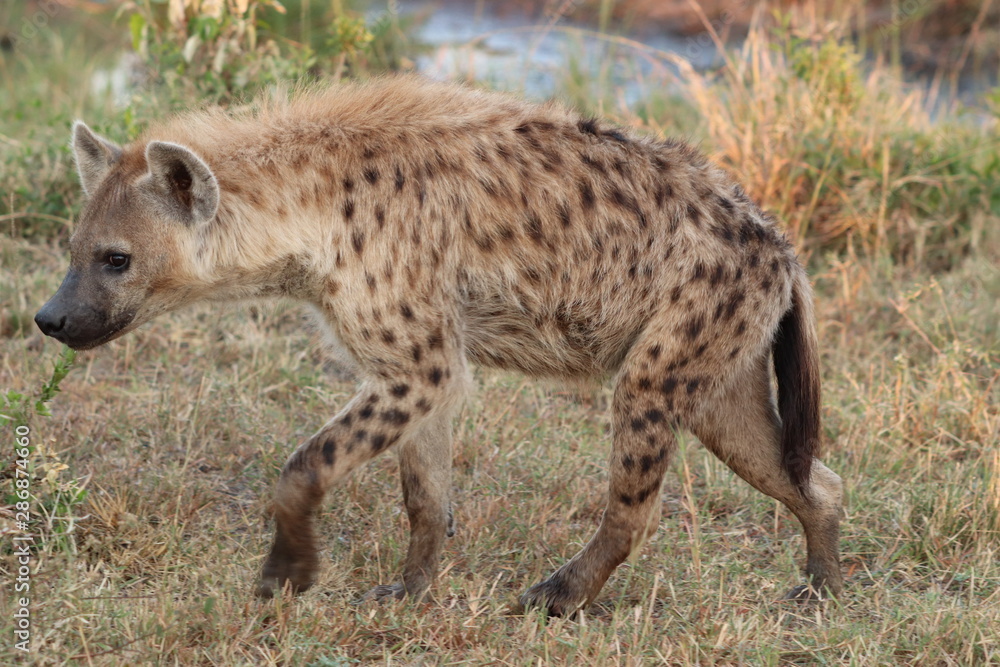 Spotted hyena walking, Masai Mara National Park, Kenya.