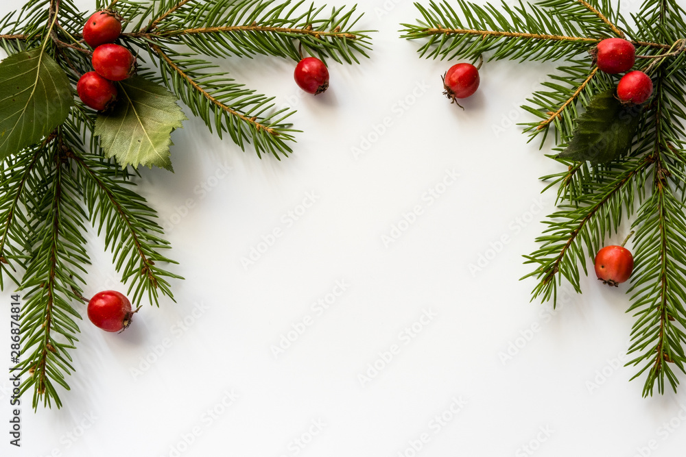 Background for Christmas and new year cards with a branch of spruce and red berries. Isolated. Copy space. Background for Christmas and new year cards with a branch of spruce and red berries. Isolated. Copy space.