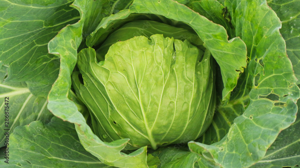 Cauliflower from the garden in Thailand is the largest cultivation area of Thailand. Cauliflower from the garden in Thailand is the largest cultivation area of Thailand.