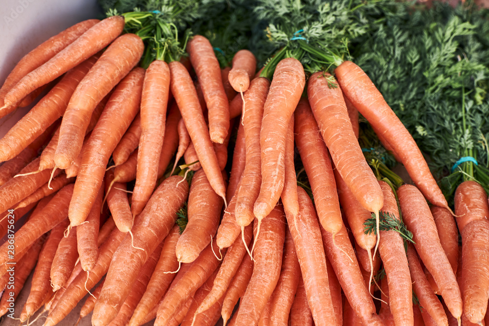 bunches of fresh carrots from organic garden bunches of fresh carrots from organic garden