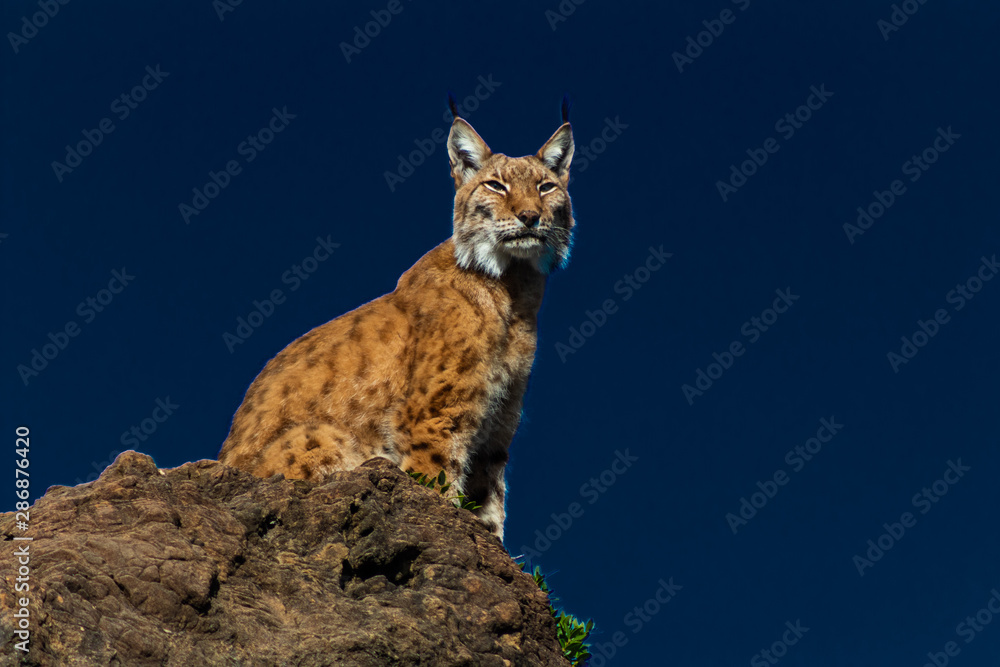Obraz premium a boreal lynx resting on his favorite rock