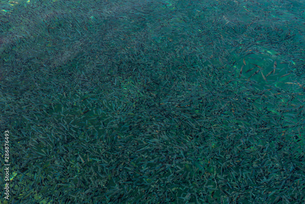 Fish background shot Fish background shot