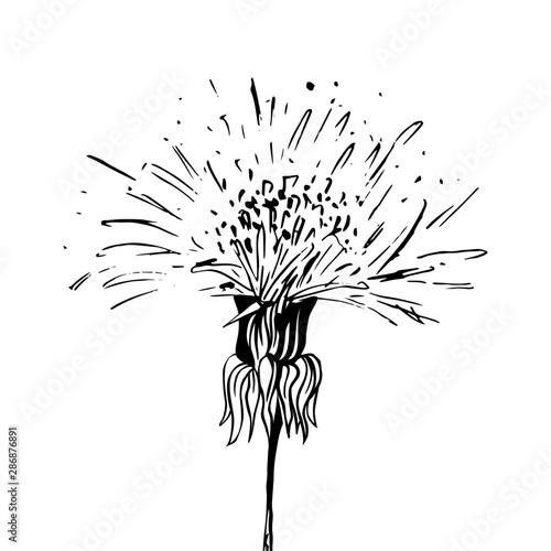 Flowering dandelion freehand vector illustration. Spring honey plant, wildflower outline. Fragile summer flower, Taraxacum leaves and petals monochrome engraving. Postcard, poster design element