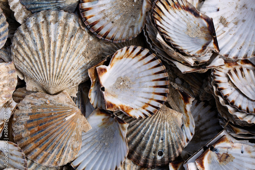 Pile of colorful textured scallop shells on Cape Cod